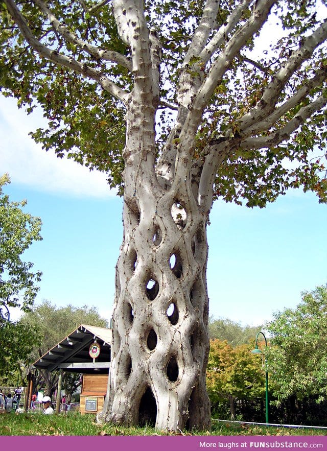 Circus Tree: 6 Sycamores were shaped, bent, and braided to form this