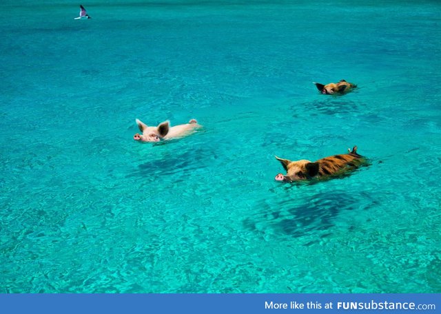 The Swimming Pigs of Exuma Island, Bahamas