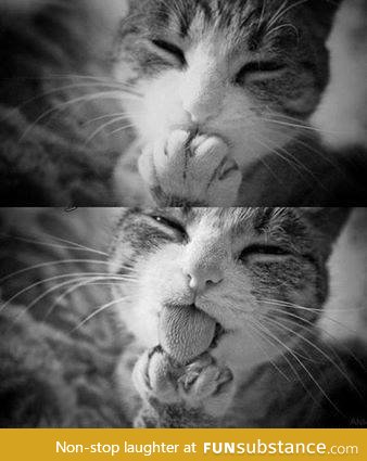 Cats *.*