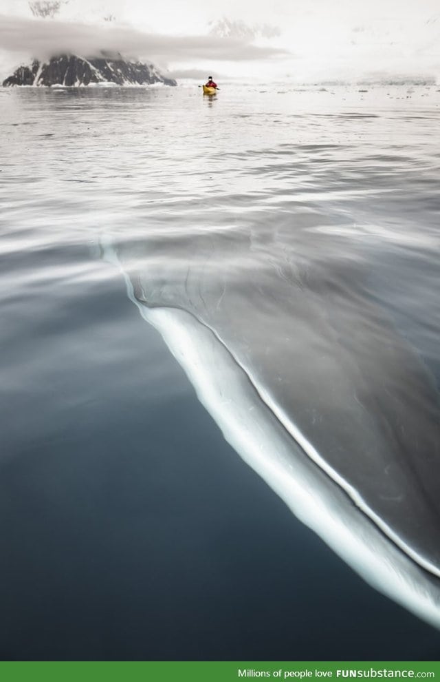 Whale underwater