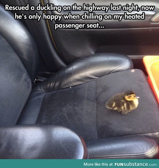 Best Passenger Ever.