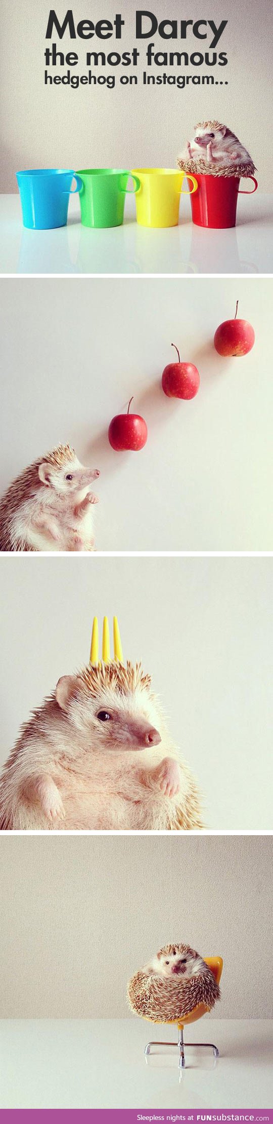 Darcy, the most famous hedgehog on the Internet