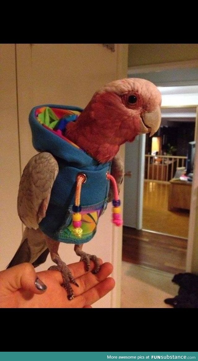 In case you had never seen one, here's a bird wearing a hoodie