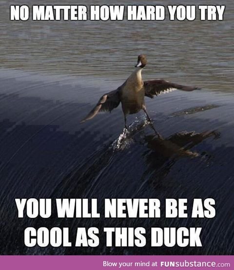 ducking cool