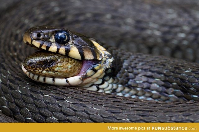 Winner of the Finnish Nature Image 2013 — Swallowed Alive