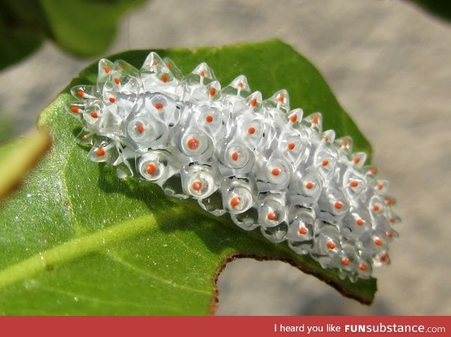 Jewel caterpillar