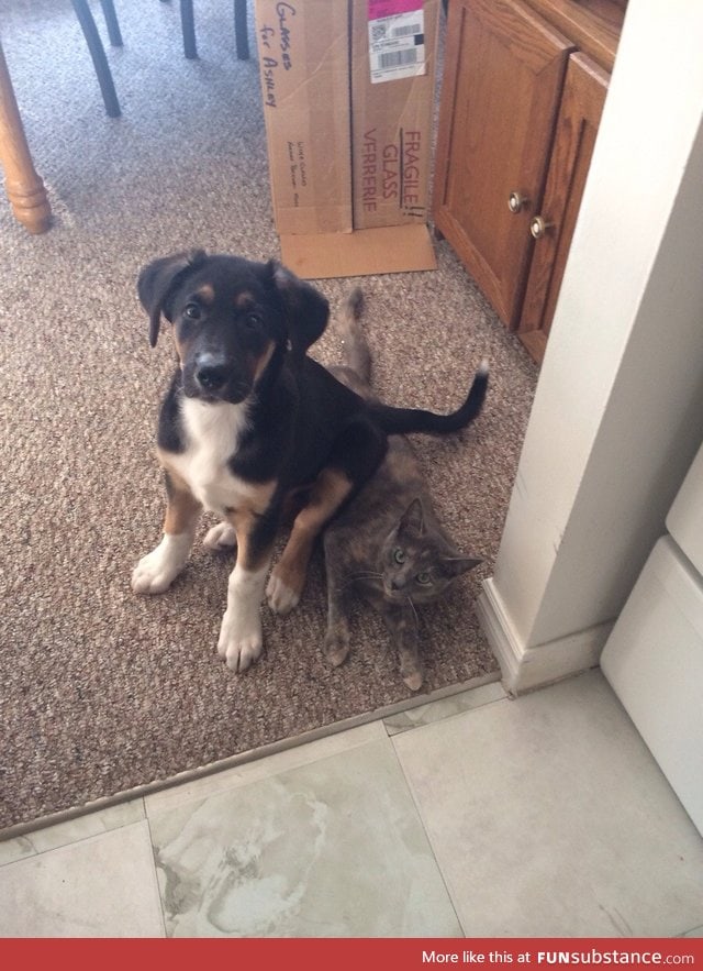 My Puppy was getting too rowdy with the Cat so I told him to "sit"