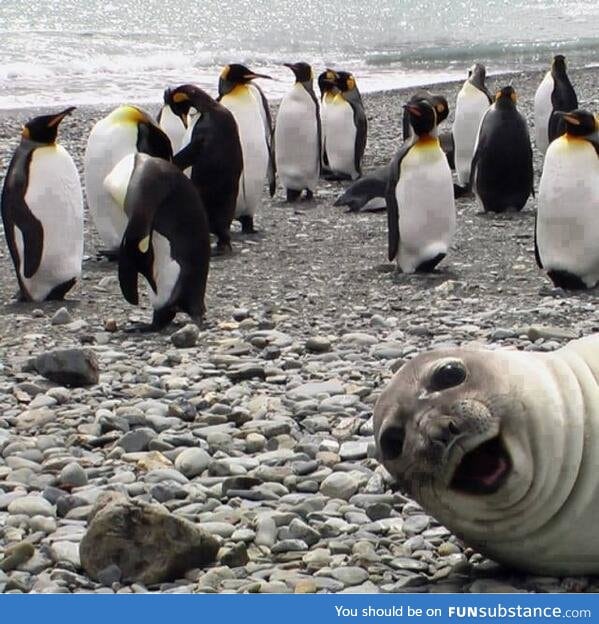 Best photobomb ever?