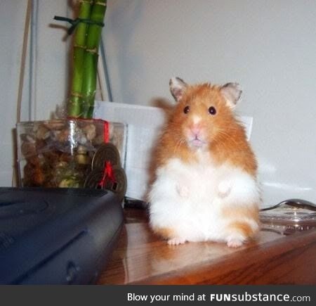 Rhino the hamster