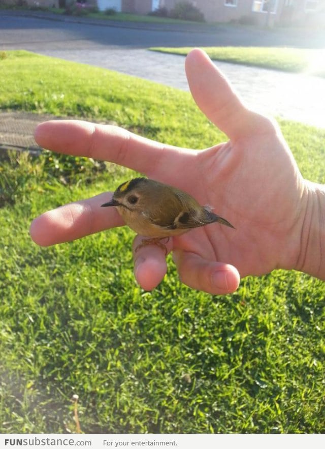 A bird in the hand