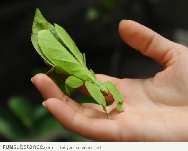 Best insect camoflague ever