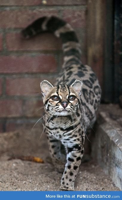 extremely rare margay cat