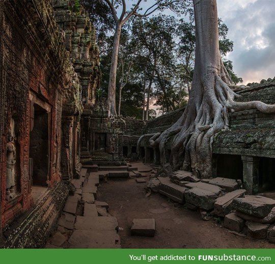 On stones trees grow