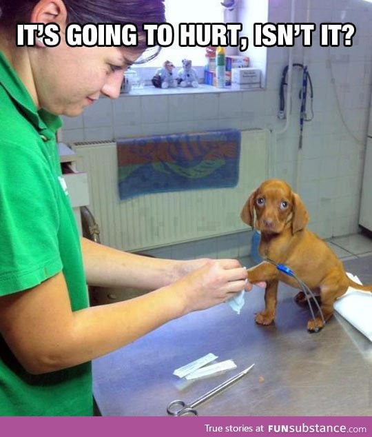 Poor puppy