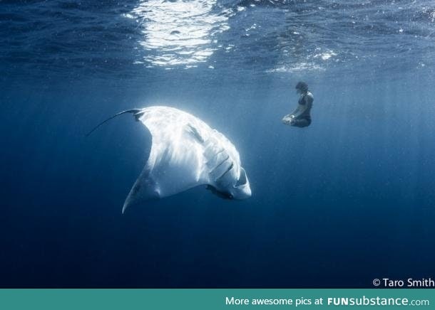 Woman peacefully engaged in an underwater yoga pose beside a 1,500 lb manta ray