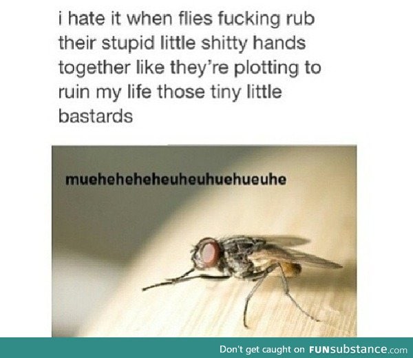 Sneaky flies