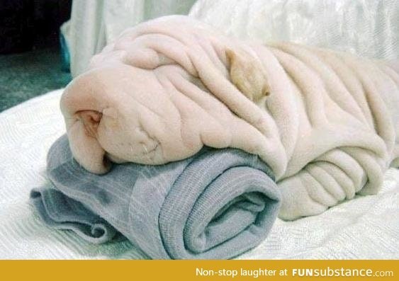 Excuse me towels, did you see my dog?