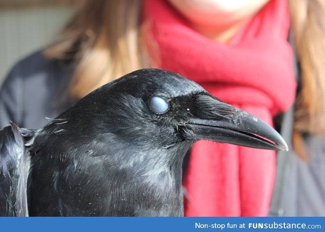 Photographed this crow mid-blink. It looks like it's performing necrowmancy