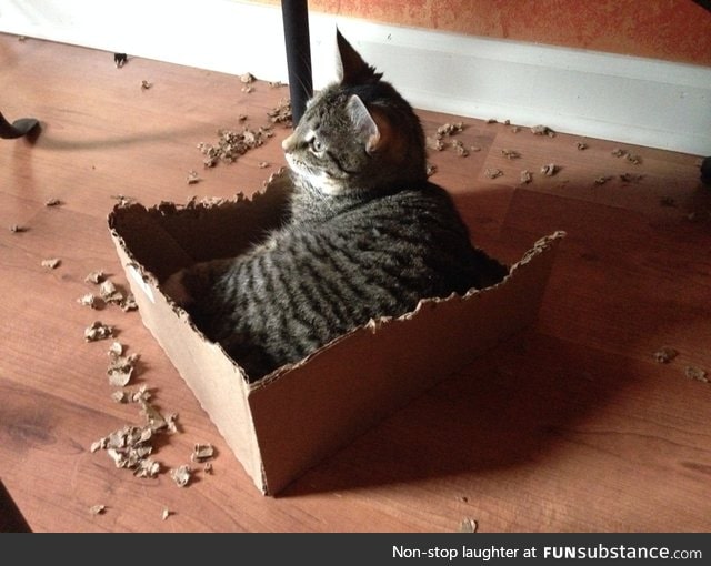 Gave my cat a box. She made a few adjustments