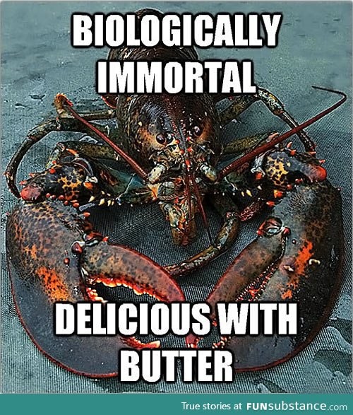 Bad luck lobster