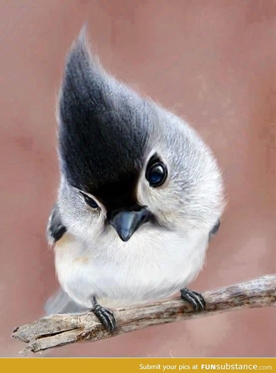 A cute Tufted Titmouse