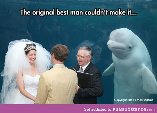 Something old, something new, something borrowed, something Beluga