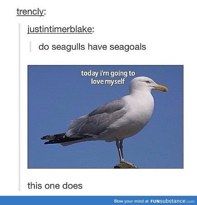 Seagulls