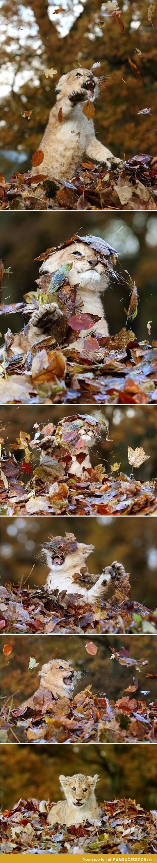 Baby lion playing with leaves