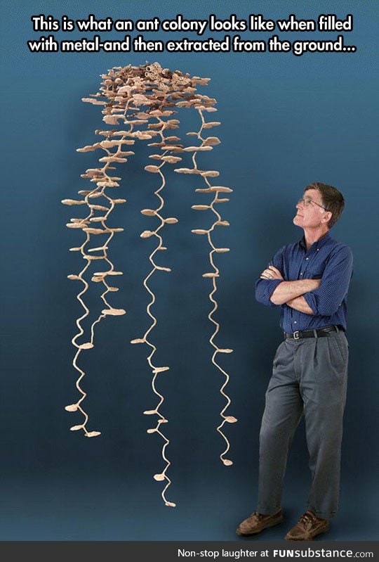 Giant ant colony