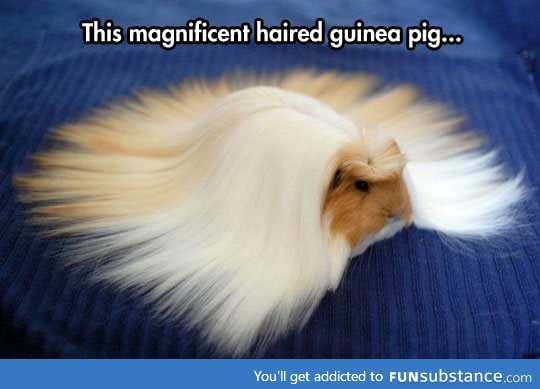 Guinea fabulous