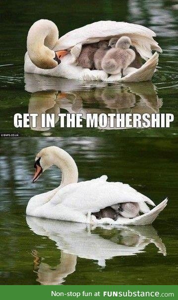 Motherswan