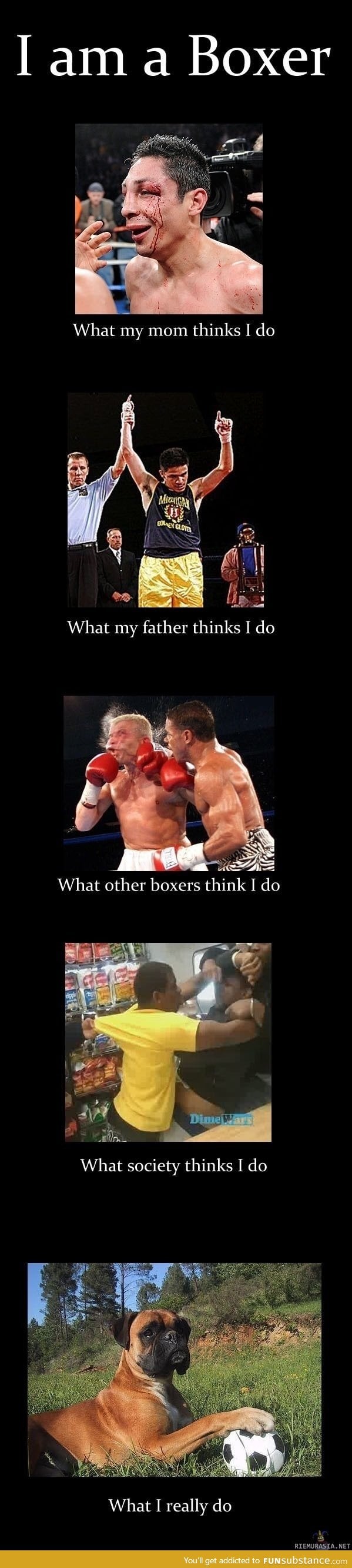 I'm a boxer