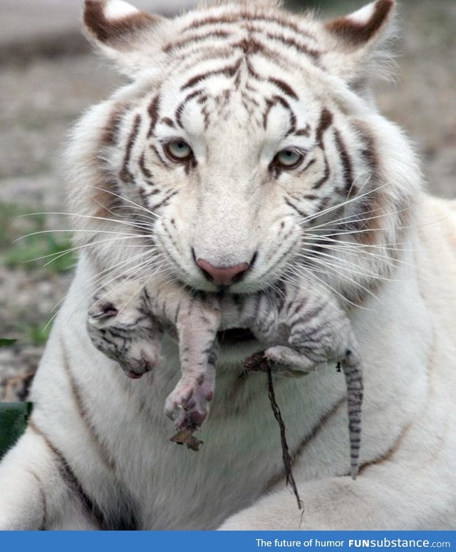 White tiger holding baby tiger cub