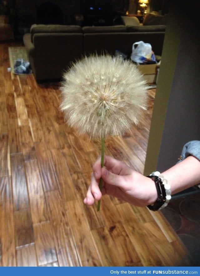 Holy dandelion!