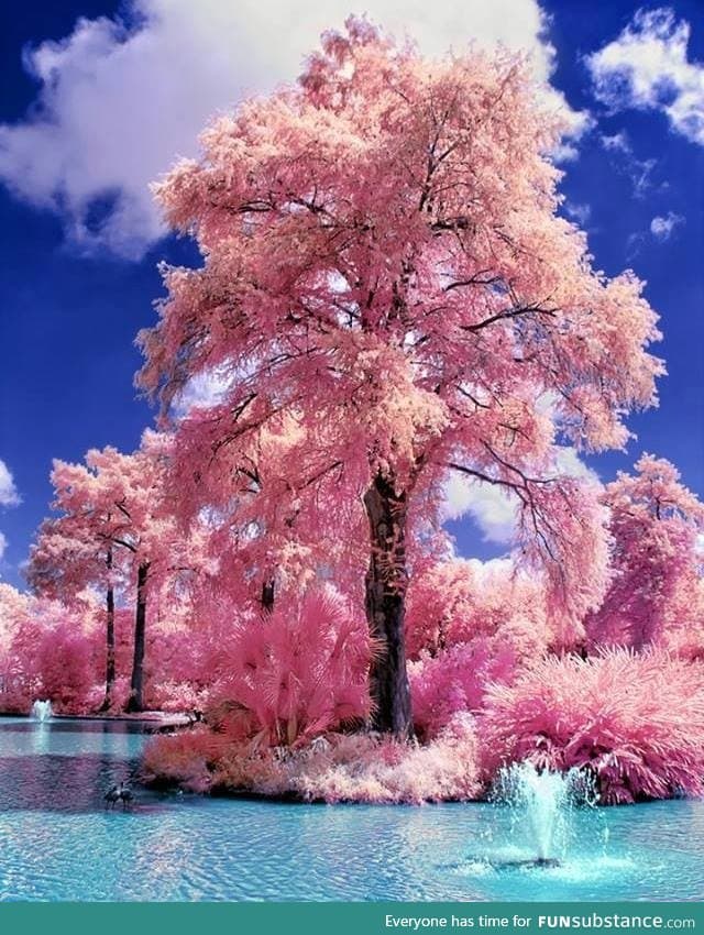 Japanese water gardens