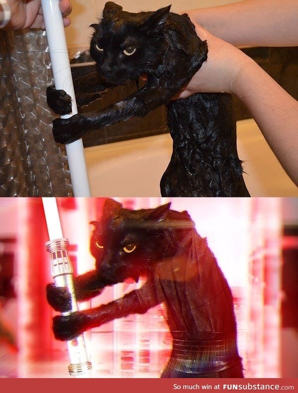 Darth cat