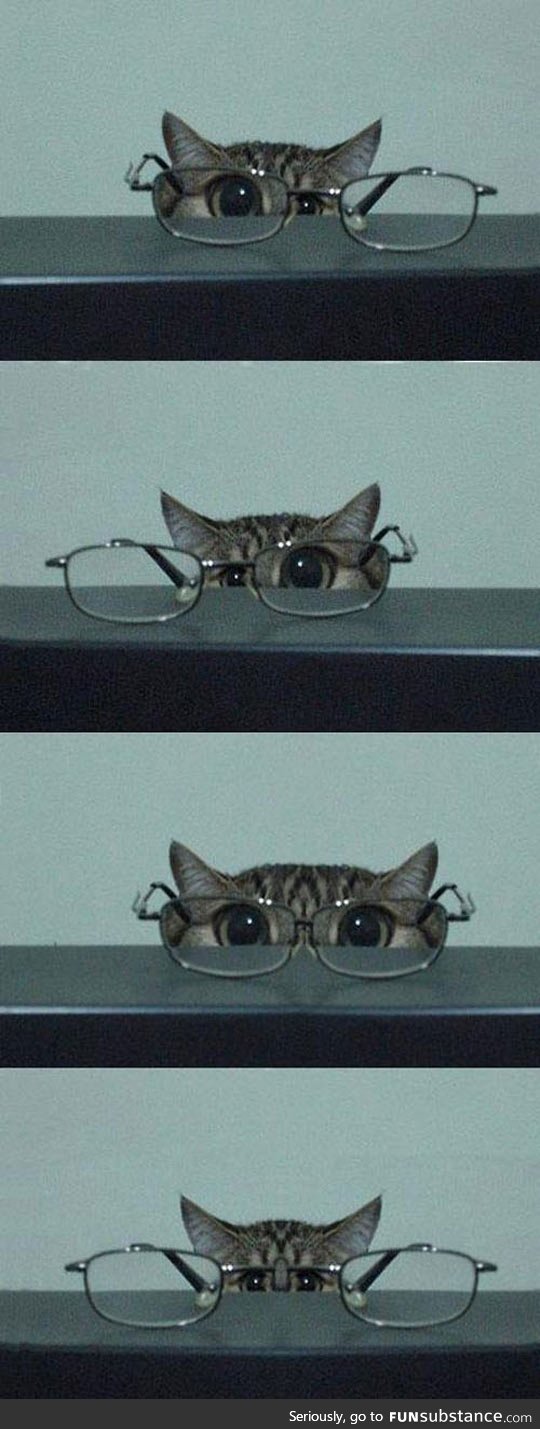 Cat in glasses isn't kitten around