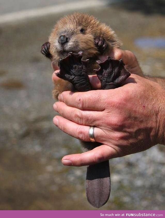 Baby Beaver