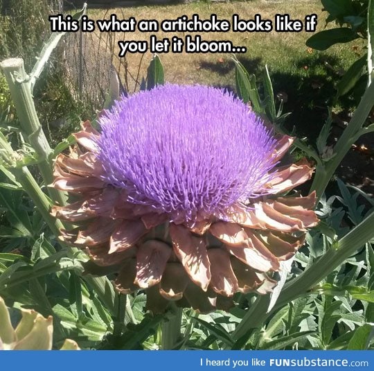 Artichoke flowers