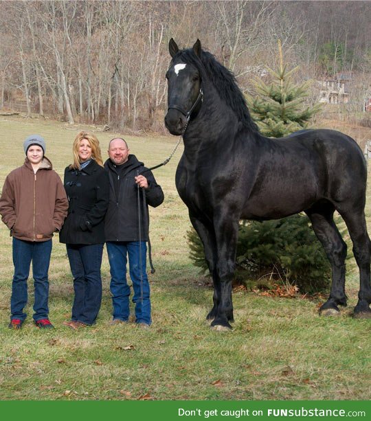 A percheron horse