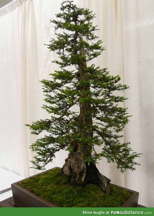 Bonsai redwood