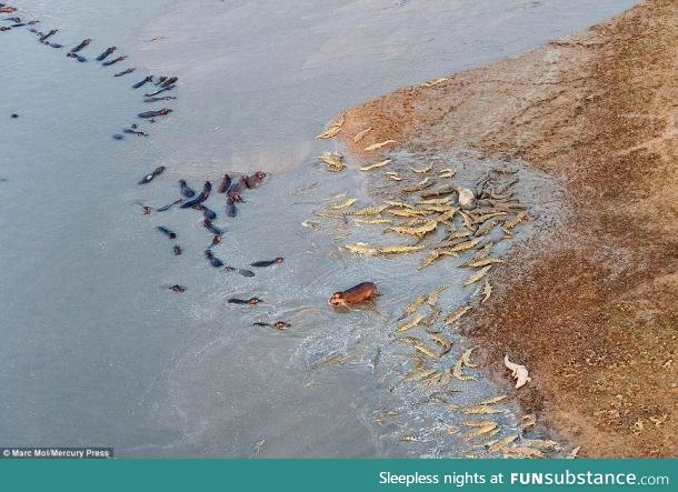 Aerial photo of an epic battle between hippos & crocodiles