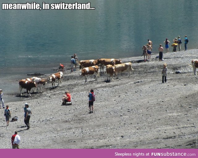 Cows at the beach