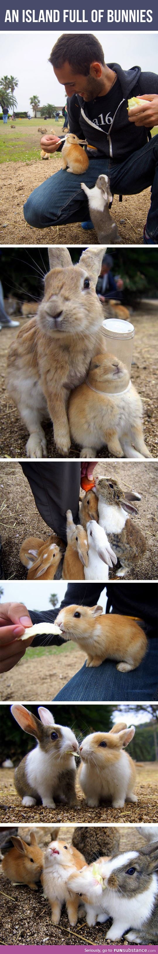 So this place exists and it's inhabited by bunnies