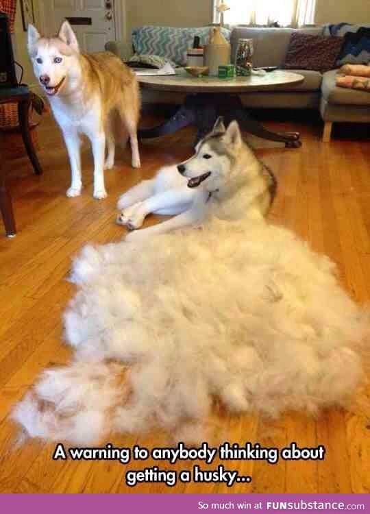 Husky fur