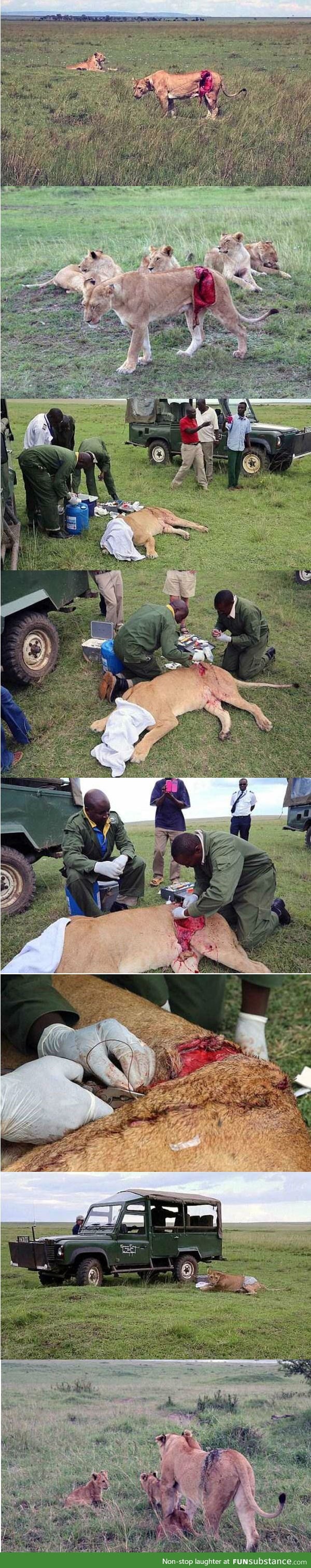 Helping a lioness