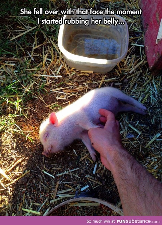 Pigs love a good scratch