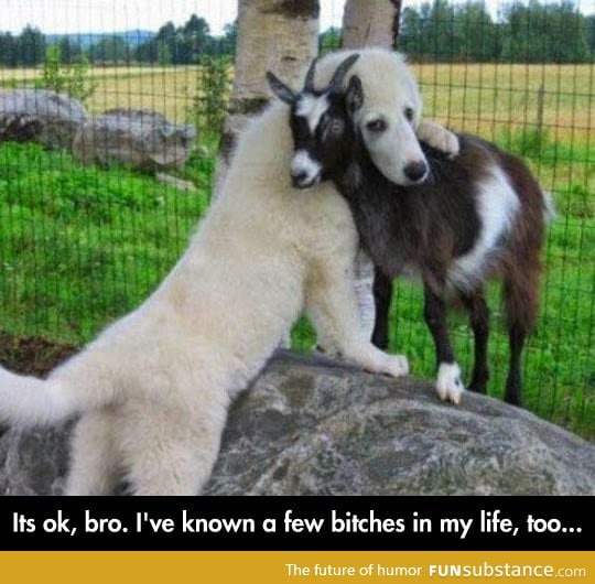 Dog consoles goat