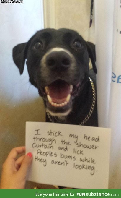 Dog confession