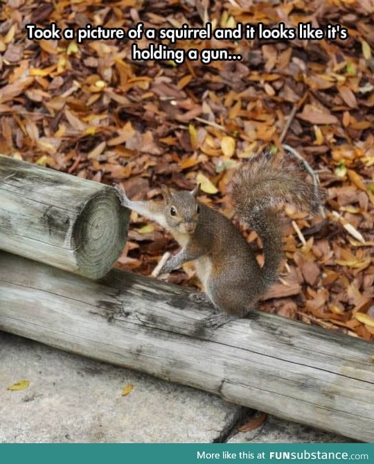 You messed with the wrong squirrel